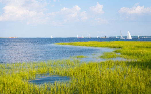 NOAA seeks to make it easier for groups and agencies to work towards restoring habitats. (Adobe Stock)