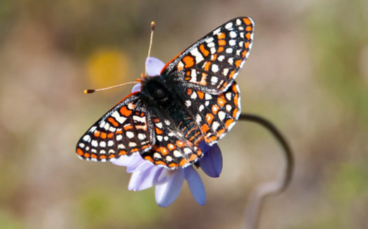 The Quino Checkerspot Butterfly is one of dozens of species listed under the Endangered Species Act that lives in the area to be protected as a wildlife refuge in Western Riverside County. (Andrew Fisher/USFWS Volunteer Biologist/Flickr)