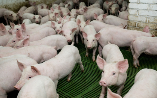 Environmental and family farm advocates say there's been a proliferation of large confined-animal feeding operations in states such as Minnesota, with most of them deigned for hogs. (Adobe Stock)