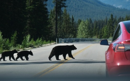 A new audio tour covers the Jackson area's main roads that area wildlife must cross, as well as Highways 191, 390, 22, Antelope Flats, and the routes to popular trailheads such as Old Pass Road, Cache Creek and Game Creek. (Adobe Stock)