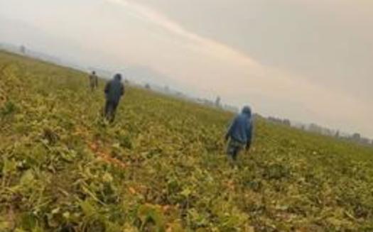 Wildfires near farms in Whatcom and Skagit counties have made work in the fields hazardous for workers. (Alfredo Juarez)