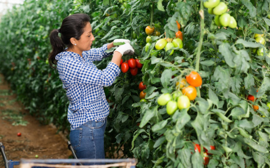 The Farm Labor Organizing Committee won a collective-bargaining deal covering workers on tomato farms in Ohio in 1983, after an eight-year campaign and boycott. (Adobe Stock)