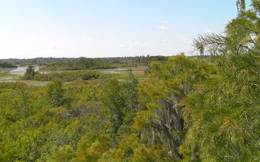 The Okefenokee National Wildlife Refuge is the headwaters of the Suwannee and St. Marys rivers. The swamp's wildlife, cypress forests and flooded prairies draw thousands of visitors each year. (Moultrie Creek/Wikimedia Commons)