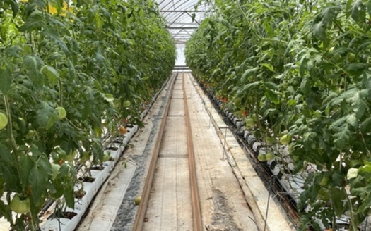 Greenhouse-grown hydroponic tomatoes use 90% less water than traditional tomato crops grown outdoors, according to the U.S. National Park Service. (Caleigh Wells)