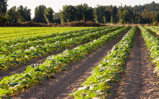 Agricultural producers of color own over 73 million acres of farmland and rent or lease more than 21 million acres of farmland, according to a 2022 report from the Congressional Research Service. (Adobe Stock)<br />