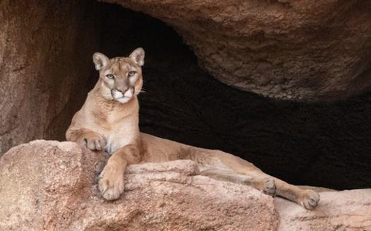 UCLA scientists tracking SoCal mountain lions found that 93% have abnormal sperm rates and others have deformed tails and testicular defects, signs of inbreeding. (Christian/Adobe Stock) 
