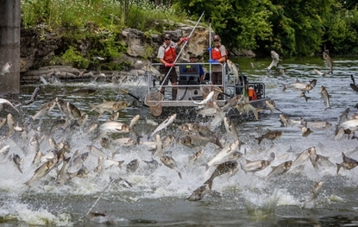 Asian carp are known for their jumping ability, and officials are concerned that if their numbers are allowed to grow, they could devastate the entire Great Lakes ecology. (National Wildlife Federation)
