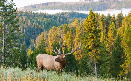A 1990s meeting on elk management in Montana helped create an incentive program for landowners that still exists today. (DJ_38/Adobe Stock)