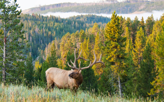 A 1990s meeting on elk management in Montana helped create an incentive program for landowners that still exists today. (DJ_38/Adobe Stock)