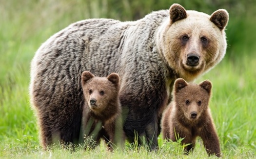 Bear Wise Wyoming offers a one-stop shop for everything a person can do in bear country to reduce conflict potential and also what to do in different types of bear encounters. (Adobe Stock)