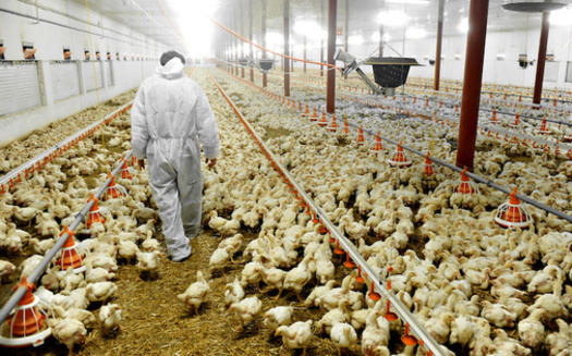 According to the U.S. Department of Agriculture, nationwide production value of broiler chickens, eggs, and turkeys in 2020 was $35.5 billion, down 11% from 2019. (Adobe Stock)