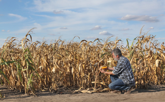 The fall harvest is taking shape for Minnesota farmers, but some might not see a successful yield due to lingering dry conditions. (Adobe Stock)