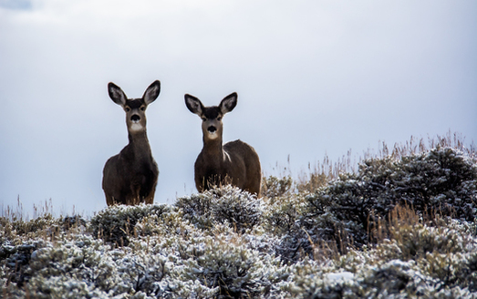 Climate change is altering the growth patterns and abundance of forage at key locations along wildlife migration corridors and times of year. (Jessi Johnson)
