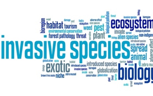 Invasive species often disrupt native fish populations by competing for food and habitat or through predation. (Adobe Stock)