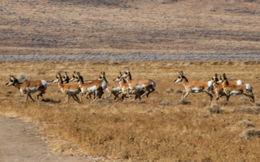 Pronghorn make their way across the desert toward the mountains of Northern Nevada. (Cynthia/Adobestock)