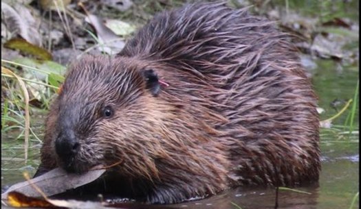 A collaborative team in Taos is slated to solve a daunting challenge created this spring when a local beaver population built a dam across the river at the city's park. (TaosLandTrust)