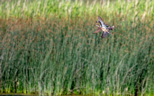 Medicine Lake National Wildlife Refuge, located in northeastern Montana, was established in 1935. (Danita Delimont/Adobe Stock)