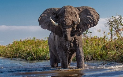 Wildlife populations across the world declined an average of 69% between 1970 and 2018, according to the 2020 World Wildlife Fund. (Geschenkpanda/Pixabay)