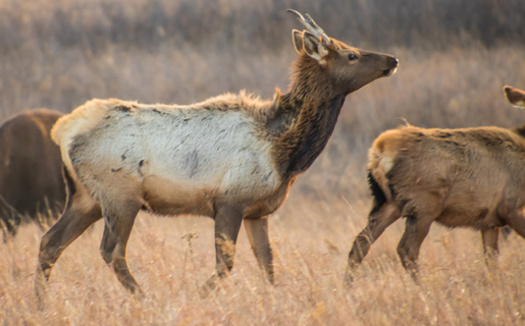 One million acres of grasslands, considered to be some of the most threatened ecosystems on Earth, are lost each year to agricultural and residential development in the United States. (Adobe Stock)