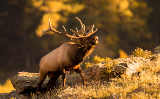 For two years, Shodair Children's Hospital worked with Montana Fish, Wildlife and Parks, and the Rocky Mountain Elk Foundation, to accomplish a land purchase. The proceeds will help Shodair fund construction of a new children's hospital. (Adobe Stock)