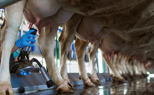 Nebraska is home to many industrial-scale operations, where livestock live in densely populated, confined quarters. (Adobe Stock)<br />