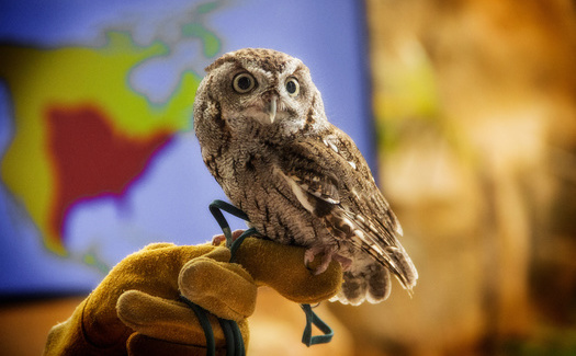 In 2021, volunteers drove or flew 42 injured raptors 9,583 miles and donated more than 165 hours of their personal time to help wild birds rehabilitate. (Adobe Stock)