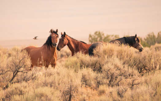 According to the latest data from the Bureau of Land Management, the majority of wild horses in the U.S. are found in Nevada, followed by California and Wyoming. (Adobe Stock) 