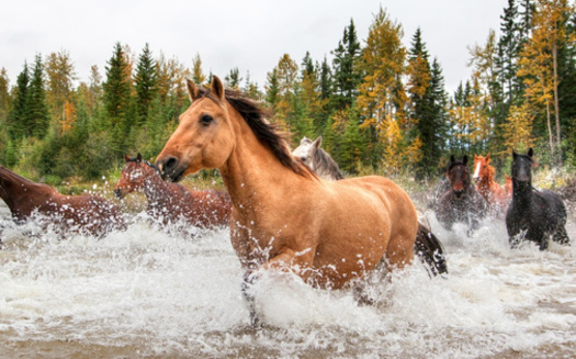 According to the U.S. Forest Service, any horse present on the National Forest that doesn't fall under the definition of a wild horse under the Wild Free-Roaming Horse and Burros Act of 1971 is not authorized, and is considered feral. (Adobe Sock) 