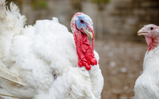 The CDC says infected birds can shed and transmit the avian flu virus through saliva, mucous or feces. (Adobe Stock) The CDC says infected birds will shed and transmit the bird flu virus through saliva, mucous or feces. (Adobe Stock)