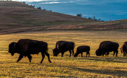 As buffalo herds graze, they inspire new vegetative growth across vast tracts of lands in a natural process that mimics the onset of spring. (Adobe Stock)