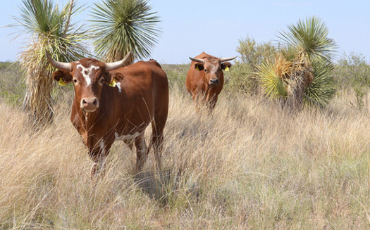 After years of drought, scientists at the Jornada Experimental Range in Southern New Mexico are researching the viability of Raramuri Criollo cattle as a food source because they have less environmental impact. (USDA) 