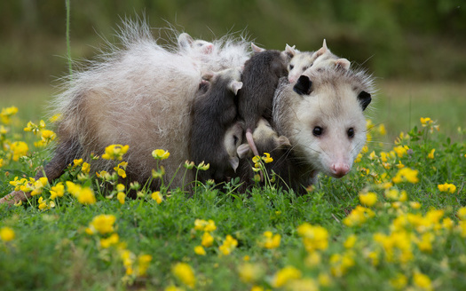 The opossums of North America have a short lifespan - only about a year and a half. (cherwoman730/Adobe Stock)