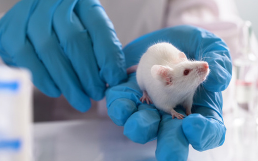 While some animals, such as rodents, are not protected by the Animal Welfare Act when it comes to research, others are, including primates. (Adobe Stock)