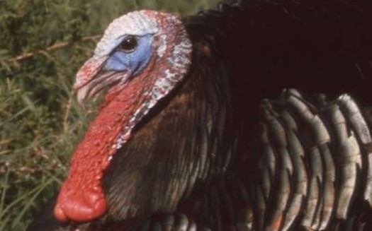 According to the Iowa Department of Natural Resources, a wild turkey can see about seven times better than humans and hear about 10 times better. (Roger Hill/Iowa DNR)