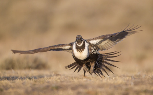 Experts say populations of the sage grouse have plummeted in part because of fragmentation of their habitat. (Dale/Adobe Stock)