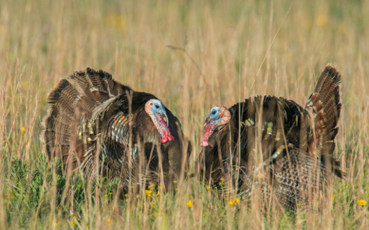 Wild turkeys are among the many Nebraska species that would benefit from Recovering America's Wildlife Act funds. (Adobe Stock)