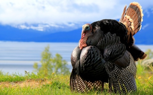 New Hampshire Fish and Game officials says wild turkeys travel across four to five square miles during the year, although during the winter and nesting season, they often restrict their movements to within their restored habitats of 100-200 acres. (Adobe Stock)