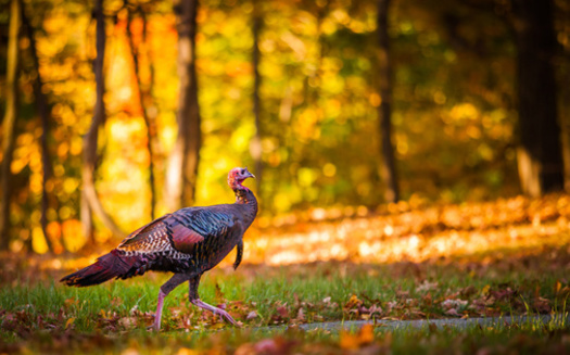 Indiana has maintained an average of four wild turkeys per square mile in recent years. (Adobe Stock)