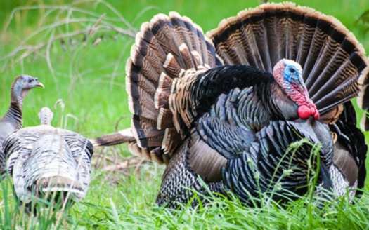 Wild turkeys in Missouri are the eastern subspecies, one of five subspecies in North America. (Alison Toon/Adobe Stock)