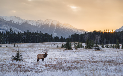 Biologists say there is ample natural winter range for Wyoming's elk populations without continued use of controversial winter feedgrounds. (Adobe Stock)