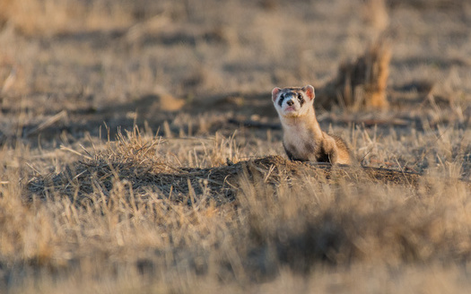 There are only 350 black-footed ferrets remaining in the wild, according to a conservation group working with governments, nonprofits and private landowners to maintain and expand recovery sites for the animal. (Adobe Stock)