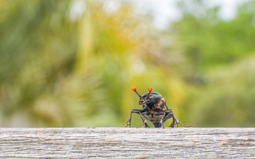 According to the Center for Biological Diversity, only about 500 adult American Burying Beetles remain in South Dakota. (Adobe Stock)