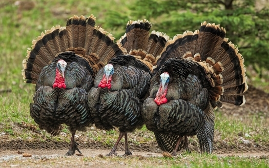 Conservation efforts by the National Wildlife Federation and other conservation groups restored the U.S. wild turkey population from near extinction to thriving in almost every state in the country. (Brett/Adobe Stock)