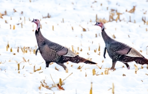 Conservation efforts by the National Wildlife Federation and other conservation groups restored the U.S. wild turkey population from near extinction to thriving in almost every state in the country. (Mataman/Adobe Stock)