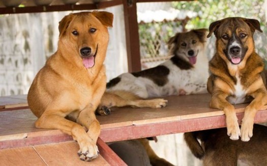 Albuquerque's city-owned animal shelters are waiving adoption fees this weekend in an effort to reduce the high number of animals boarded there. (poetanimalrescue.org)