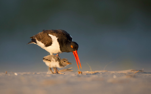 According to the Connecticut Audubon Society, American oystercatchers are making a strong comeback in the state. In the 2022 breeding season, they produced 61 fledglings, the highest number recorded since 2012. (Adobe Stock)