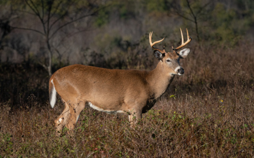 The deer population in Iowa is estimated to number at least 445,000. (Adobe Stock)