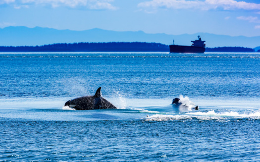 Washington Gov. Jay Inslee established the Southern Resident Killer Whale Recovery Task Force in 2018. (Scott Bufkin/Adobe Stock)