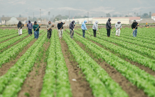 FLOC was founded in 1968 to defend the rights and basic human dignity of farm workers regardless of immigration status. (Heather Craig / Adobe Stock)