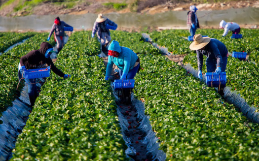 The Farm Labor Organizing Committee was founded in 1968 to defend the rights and basic human dignity of farm workers regardless of immigration status. (Adobe Stock)